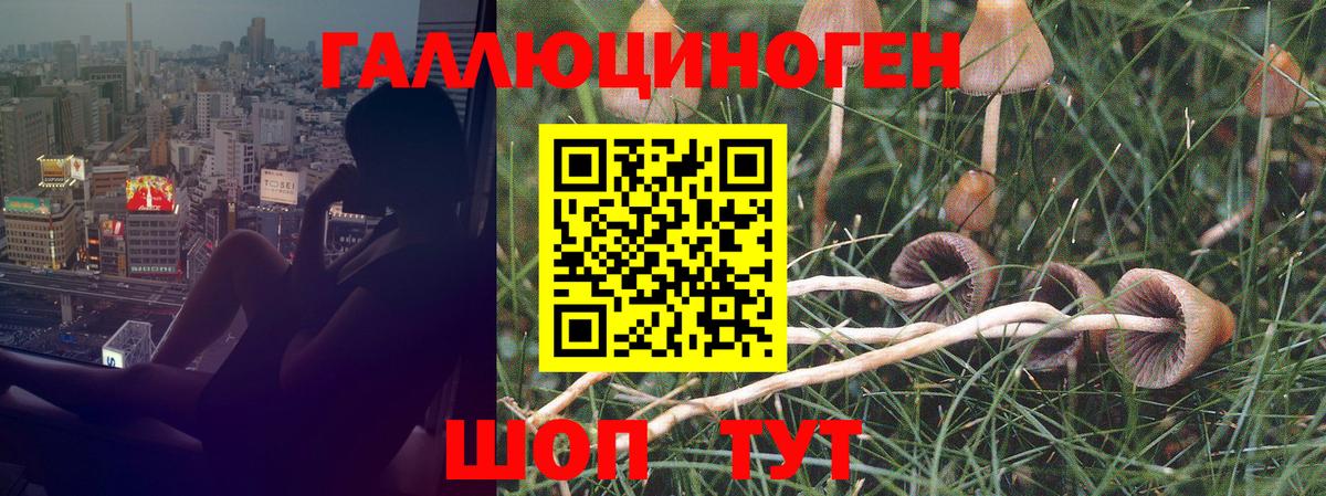 Псилоцибиновые грибы мухоморы Кандалакша